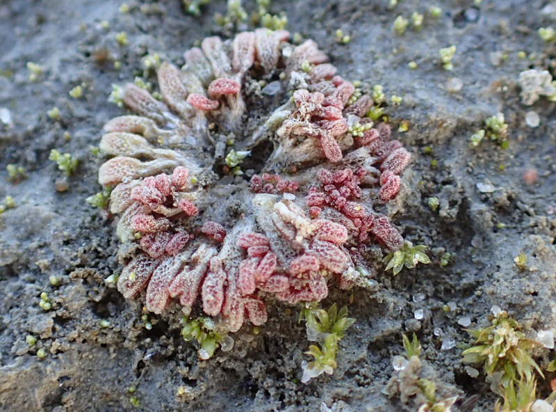 Riccia frostii